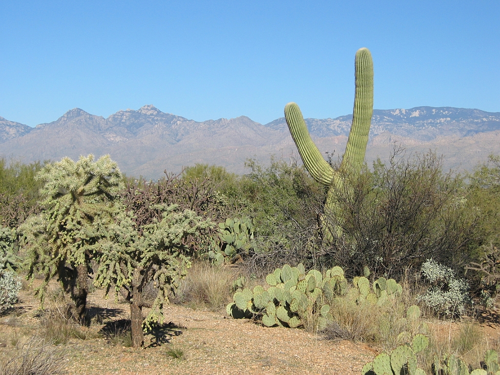 121 Saguaro National Park.jpg